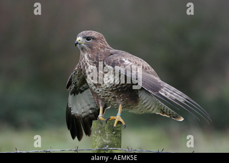 Buse variable Buteo buteo Banque D'Images