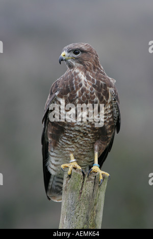 Buse variable Buteo buteo Banque D'Images