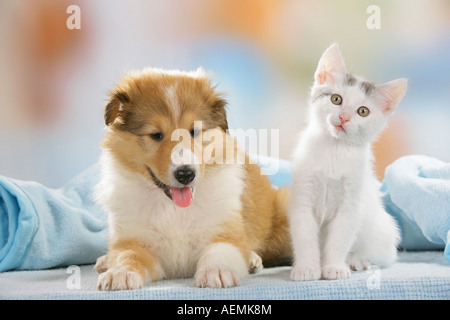 Amis des animaux : chaton et chiot Sheltie Banque D'Images