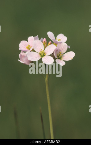 Cardamine des prés Cardamine pratensis Lady's Smock Banque D'Images