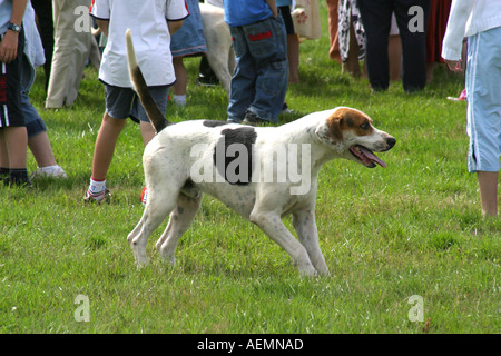 Le Cranleigh Show Août 2005 Banque D'Images