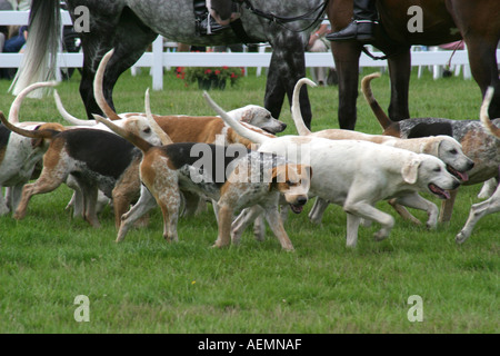 Le Cranleigh Show Août 2005 Banque D'Images