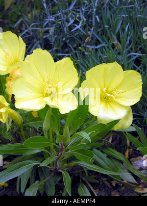 L'HORTICULTURE l'ONAGRE Oenothera macrocarpa Banque D'Images