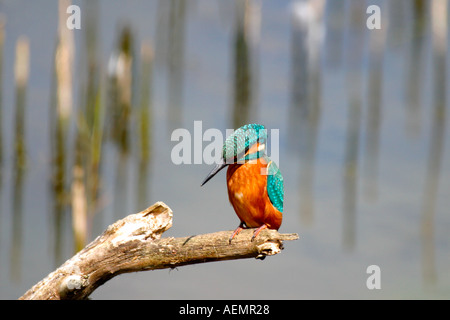 Kingfisher Alcedo atthis perché sur la branche Welsh Wildlife Centre Cardigan Cymru Wales UK GB British Isles Banque D'Images