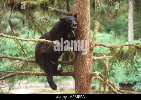 Ours noir Ursus americanus sow dans l'arbre de la forêt nationale de Tongass Anan Creek sud-est de l'Alaska Banque D'Images