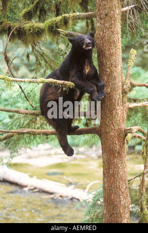 Ours noir Ursus americanus sow dans l'arbre de la forêt nationale de Tongass Anan Creek sud-est de l'Alaska Banque D'Images