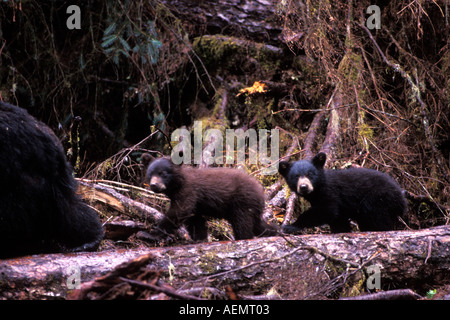 Ours noir Ursus americanus semer avec ses deux petits un cinnamon club à Anan Creek sud-est de l'Alaska Banque D'Images