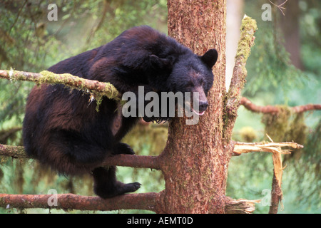 Ours noir Ursus americanus sow dans l'arbre de la forêt nationale de Tongass Anan Creek sud-est de l'Alaska Banque D'Images