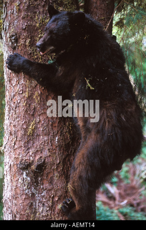 Ours noir Ursus americanus sow dans l'arbre de la forêt nationale de Tongass Anan Creek sud-est de l'Alaska Banque D'Images