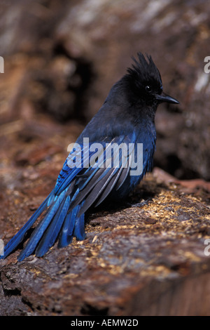 S JAY Cyanocitta stelleri steller dans Kenai Fjords National Park centre sud de l'Alaska Banque D'Images