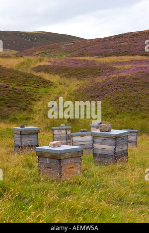 Les abeilles à miel de bruyère écossaise récolter le nectar de wild heather. Les ruches en bois - Smiths, à Bruyères, le Parc National de Cairngorms, en Écosse, Royaume-Uni Banque D'Images