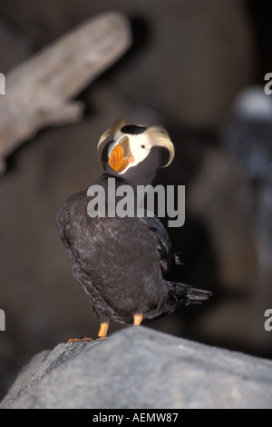 Fratercula cirrhata Macareux huppé dans Kenai Fjords National Park centre sud de l'Alaska Banque D'Images