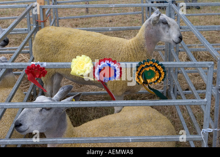 Les lauréats du prix, des animaux, de l'award, rosette, ruban, concours, gagnant, show, tête, faisceau, succès, de race, d'un insigne, gagner, gagnant, les moutons Suffolk, UK Banque D'Images