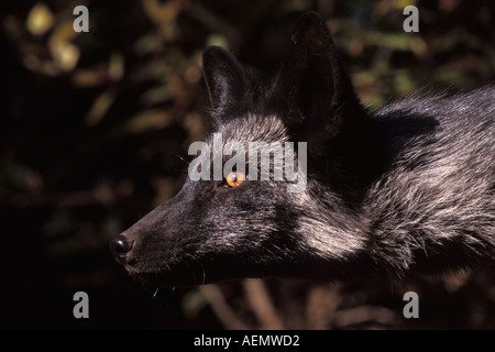 Silver Fox le renard roux Vulpes vulpes morph dans les contreforts des montagnes Takshanuk la sud-est de l'Alaska du nord Banque D'Images