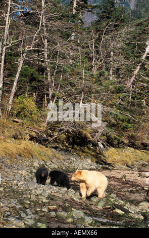 L'ours noir ours kermode Ursus americanus sow avec oursons dans la forêt tropicale de la côte de la Colombie-Britannique, Canada Banque D'Images