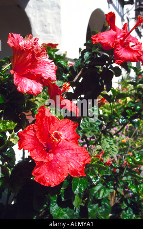 Fleur d'hibiscus en face de l'entrée du restaurant de la vieille ville et du parc historique d'état de san Diego California usa Banque D'Images