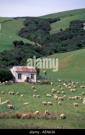 Nouvelle Zélande Catlins est célèbre pour sheepfarming pour nourrir le mouton, d'agneau et woll l'industrie. Banque D'Images