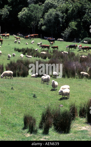 Nouvelle Zélande Catlins est célèbre pour sheepfarming pour nourrir le mouton, d'agneau et woll l'industrie. Banque D'Images