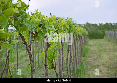 La vigne. Nordlund, vignoble au Danemark. Banque D'Images