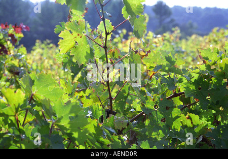 La vigne. À vignes du domaine Villa Minna, Eguilles, Coteaux d'Aix en Provence, France Banque D'Images