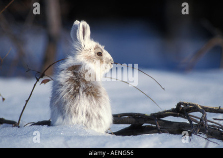 Le lièvre Lepus americanus changer dans ses couleurs d'été côté sud de la chaîne de Brooks en Alaska Banque D'Images