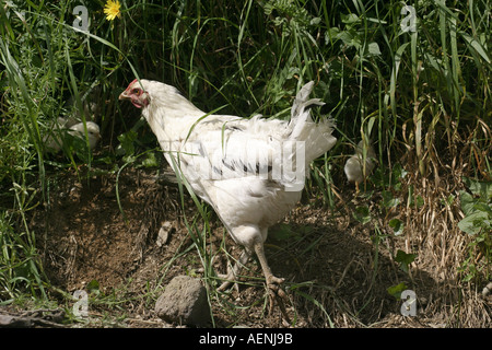 Poule et poussins par la route Banque D'Images