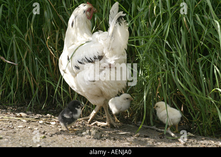 Poule et poussins par la route Banque D'Images