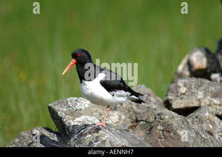 Huîtrier pie (Haematopus ostralegus). -382 originaires Banque D'Images