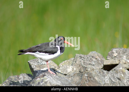 Huîtrier pie (Haematopus ostralegus). -384 originaires Banque D'Images