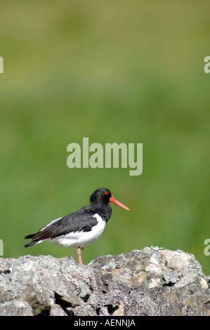 Huîtrier pie (Haematopus ostralegus)-391 ORIGINAIRES Banque D'Images