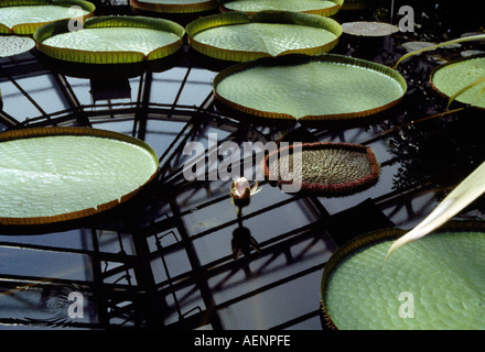 Botanischer Garten, Berlin Steglitz, Riesenseerosen Gewächshaus im Banque D'Images