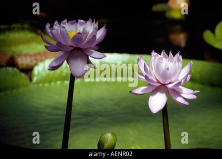 Botanischer Garten, Berlin Steglitz, Riesenseerose Gewächshaus im Banque D'Images