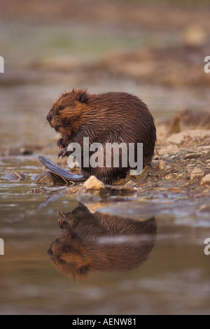 Le Castor Castor canadensis se nettoie le long des berges d'un étang électrique dans l'intérieur du parc national de Denali en Alaska Banque D'Images