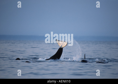 Orca Épaulard Orcinus orca gifle sa queue pour étourdir les poissons dans le Parc National de Kenai Fjords Southcentral Alaska Banque D'Images