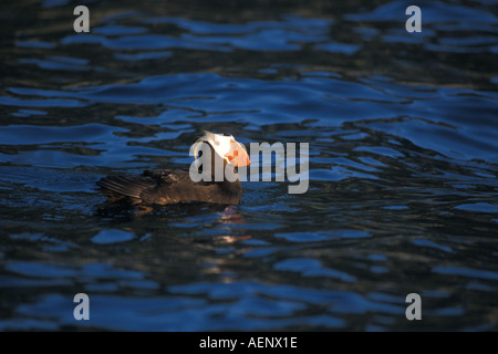 Fratercula cirrhata Macareux huppé dans Kenai Fjords National Park centre sud de l'Alaska Banque D'Images