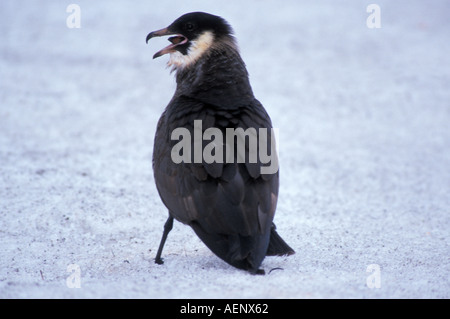 Labbe pomarin Stercorarius pomarinus avec un lagopède alpin Lagopus mutus dans sa bouche 1002 domaine la réserve faunique nationale de l'Alaska Banque D'Images