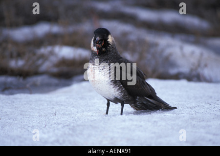 Labbe pomarin Stercorarius pomarinus avec un lagopède alpin Lagopus mutus 1002 Salon Arctic National Wildlife Refuge en Alaska Banque D'Images