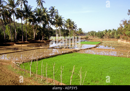 L'agriculture d'Agonda Inde Goa rizières en préparation à la plantation Banque D'Images