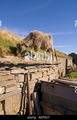 Dh Farm Museum ORKNEY North Ronaldsay CORRIGALL gazon herbe manger moutons pavillon écossais de rares produites le pâturage Banque D'Images