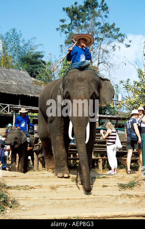 L'éléphant et mahoot Mae Ping, Elephant Training Camp, Mae Ping, près de Chiang Mai, Thaïlande Banque D'Images