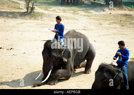 Les éléphants et mahoots, Mae Ping Elephant Training Camp, Mae Ping, près de Chiang Mai, Thaïlande Banque D'Images