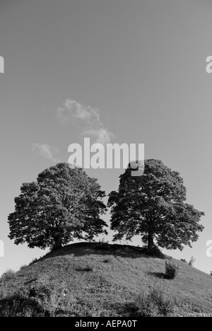 Lits chêne majestueux arbres plantés sur un monticule à l'extérieur du Château d'Oxford au Royaume-Uni Banque D'Images