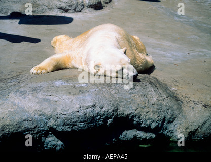 Portrait de paresseux à summerday polarbear Banque D'Images
