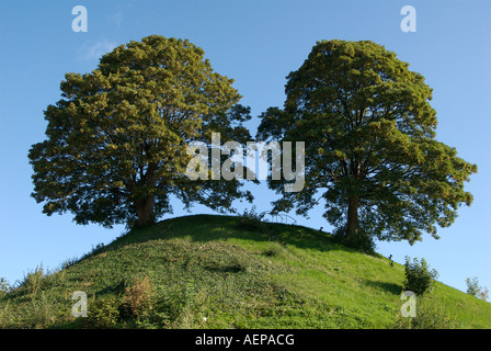 Chêne double arbres plantés sur un monticule à l'extérieur du Château d'Oxford au Royaume-Uni Banque D'Images