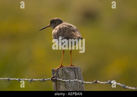 Un Chevalier arlequin (Tringa totanus) sur près de poteau de clôture dans l'habitat de reproduction à des zones humides les huards RSPB réserve, Orkney. Banque D'Images