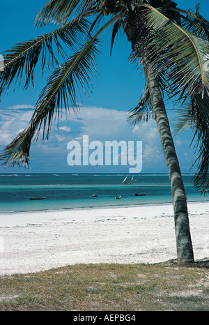 Un cocotier palmier surplombant une magnifique plage de sable blanc sur la côte du Kenya Afrique de l'Est Banque D'Images