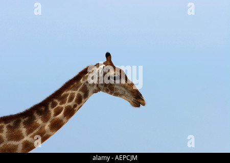 Girafe Giraffa camelopardalis photographié dans le parc national d'Etosha en Namibie Afrique du Sud contre le ciel bleu Banque D'Images