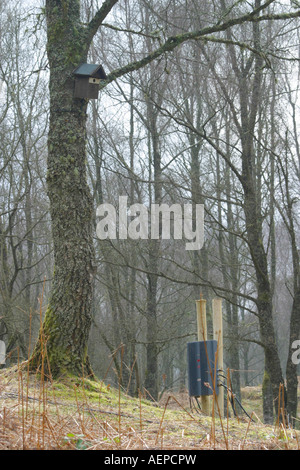 Maison d'oiseau sur l'arbre avec l'équipement de surveillance électronique Banque D'Images