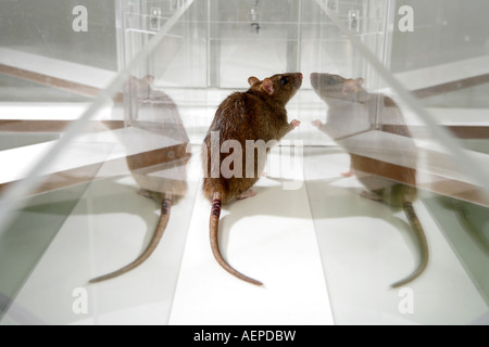 Rat de laboratoire en psychologie expérimenter labyrinthe de verre dans un laboratoire scientifique Banque D'Images