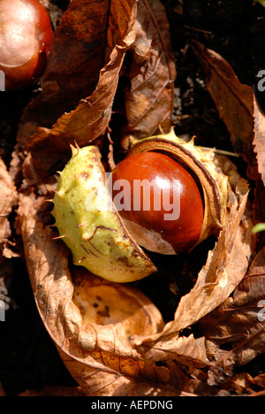 Un cheval de Conker un Marronnier Aesculus hippocastanum nom latin ou Buckeye Banque D'Images